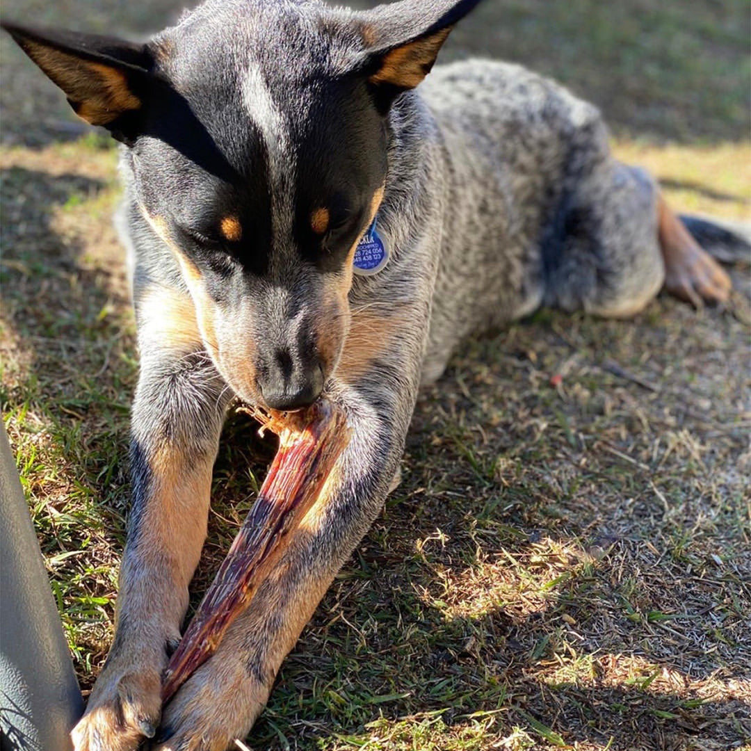 Roo Tail Tips - Dog Treats